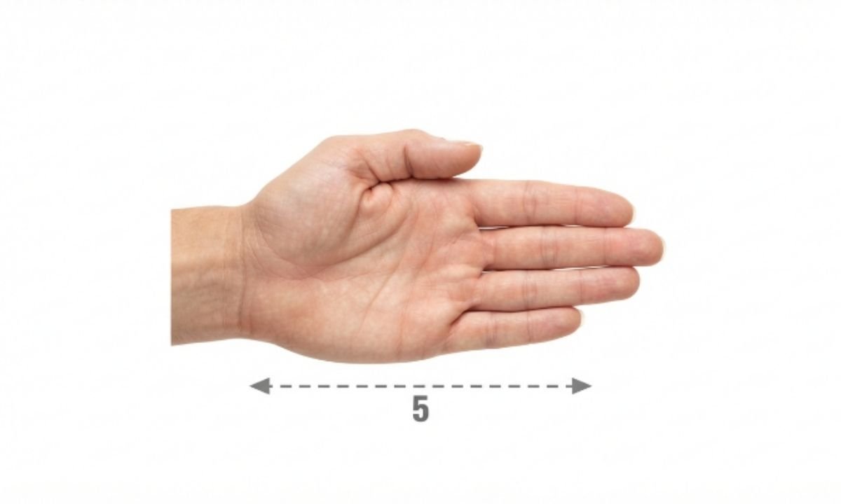Adult Palm Width