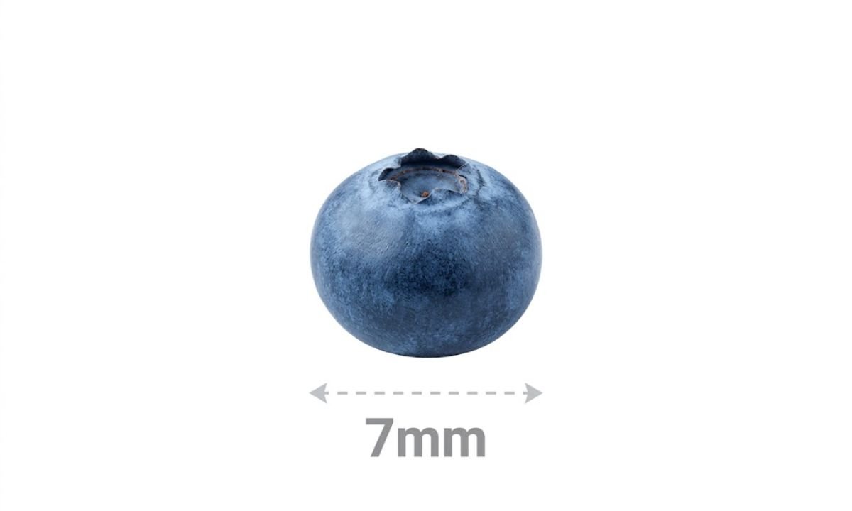 Blueberry Width