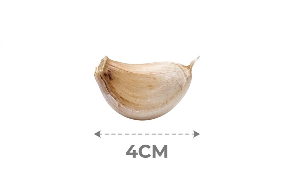 Garlic Clove Length