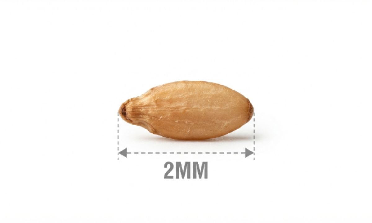 Sesame Seed Length