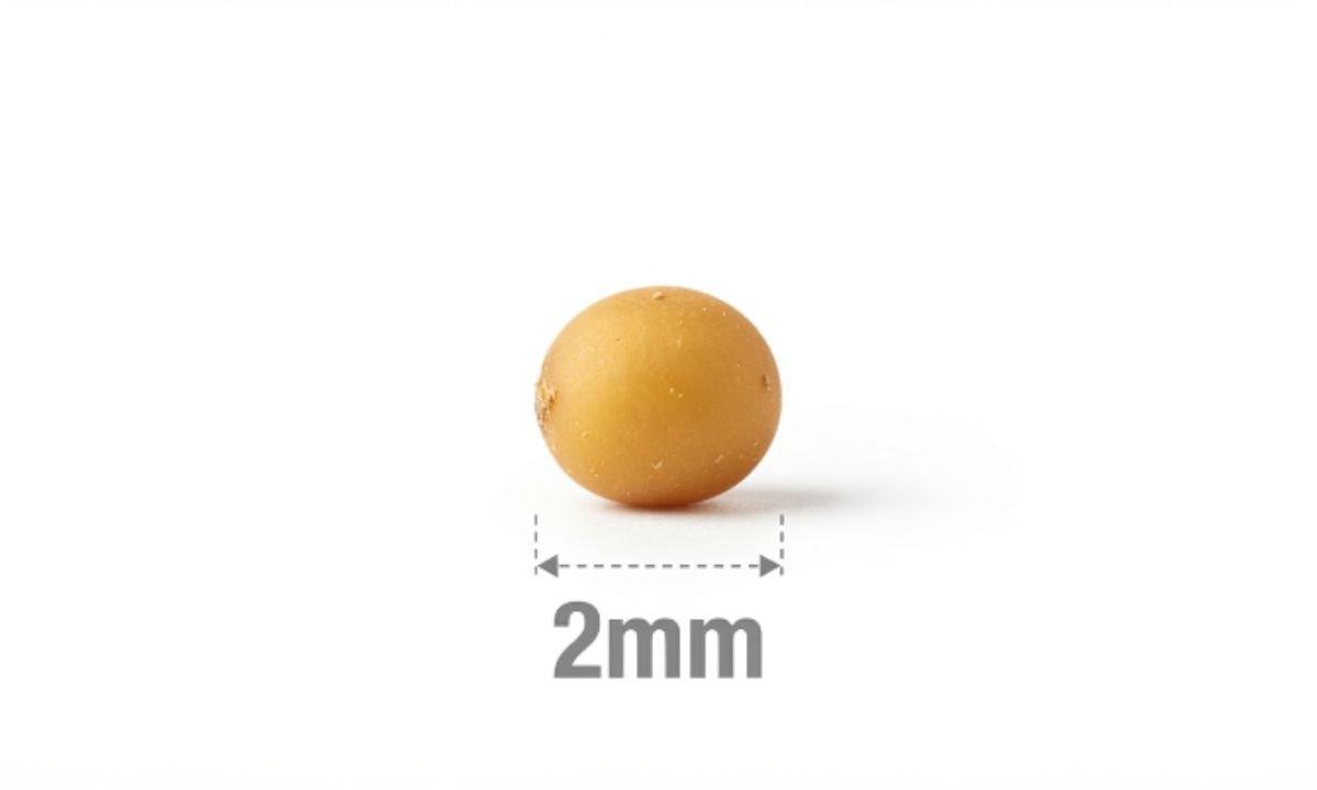 Small Mustard Seed