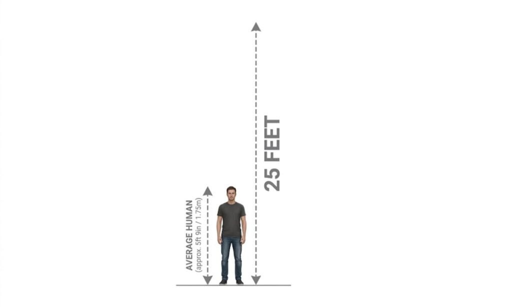 25 Feet Compared to a Human
