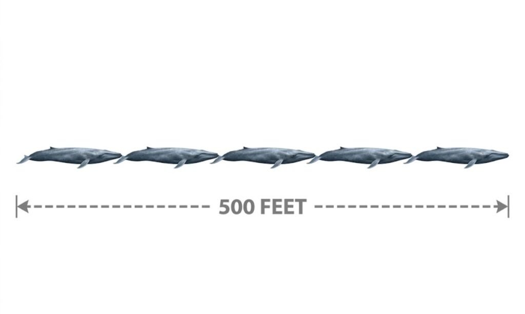Five Blue Whales