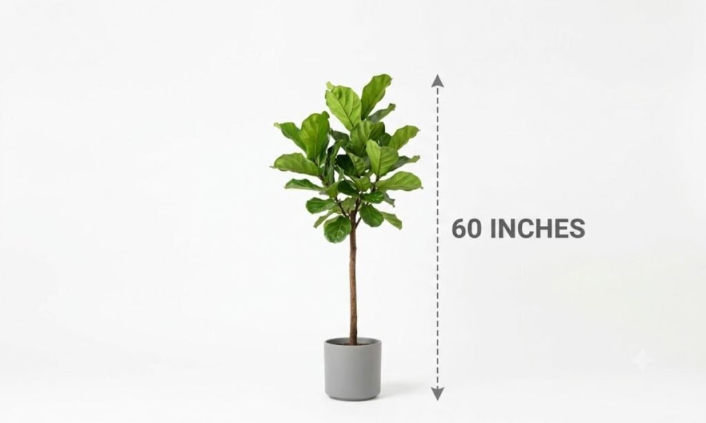 Tall Indoor Plant